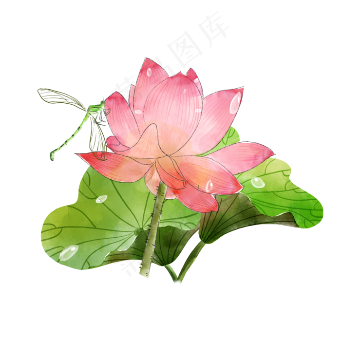 荷花莲花夏日蜻蜓PNG荷叶露水