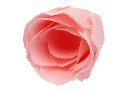 粉色玫瑰 粉色玫瑰