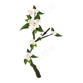 漂亮茉莉花花朵