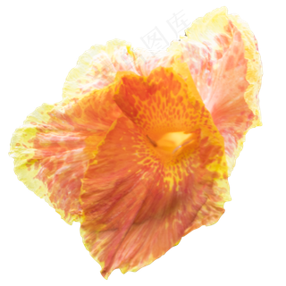 橙粉色姜荷花