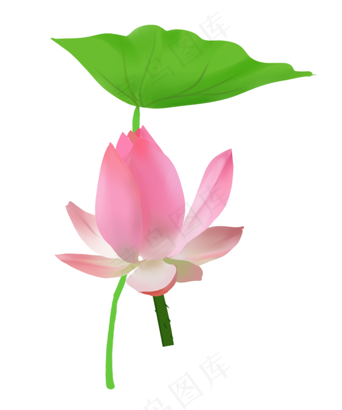 一朵精美的荷花花苞(2138X2558(DPI:300))psd模版下载
