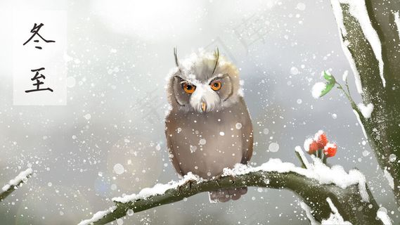 冬至-猫头鹰-冬天-动物-宠物