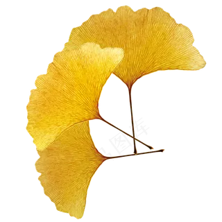 黄色银杏叶,免抠元素