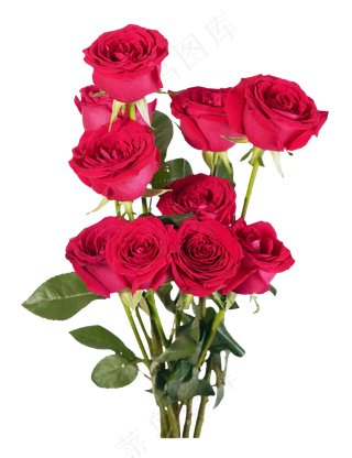一把红色玫瑰