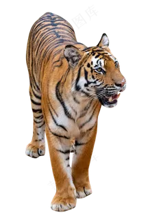 凶猛的东北虎,免抠元素