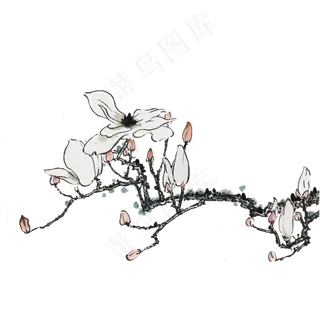 国画水墨玉兰花鸟玉兰洁白春天早,免抠元素