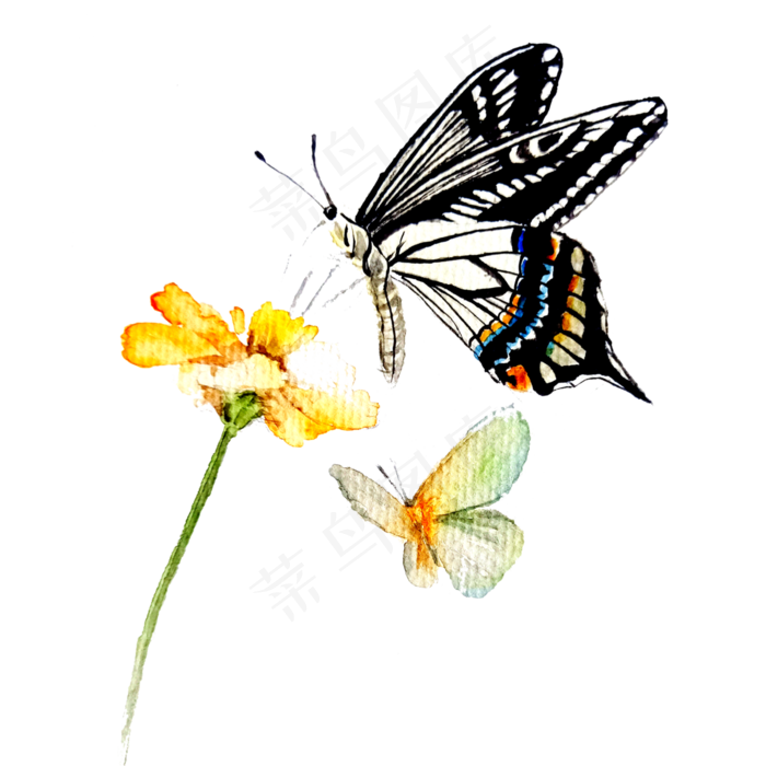 蝴蝶黄花翅膀装饰彩色PNG,免抠元素(3000X3000(DPI:300))psd模版下载