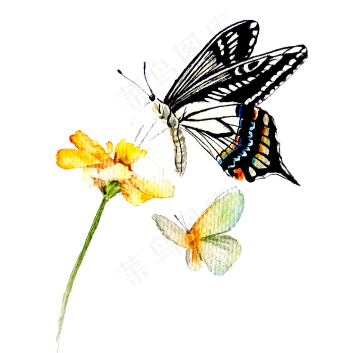 蝴蝶黄花翅膀装饰彩色PNG,免抠元素(3000X3000(DPI:300))psd模版下载