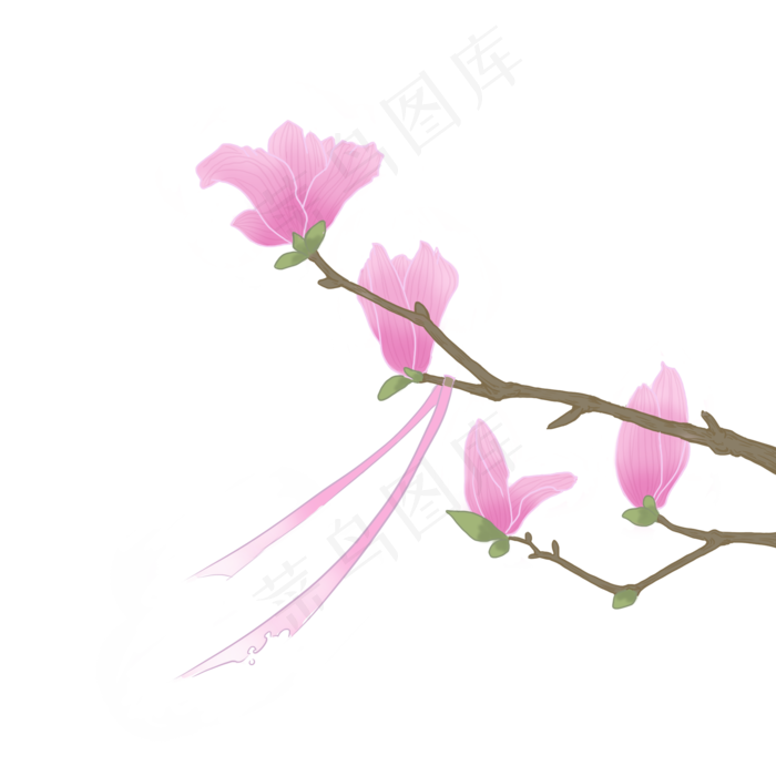 玉兰花配饰丝带PNG,免抠元素(2000X2000(DPI:300))psd模版下载
