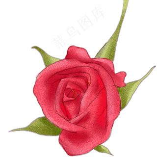 玫瑰绿色情人节