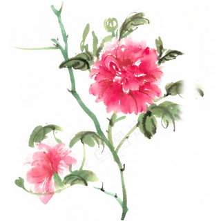 红色牡丹花 红色牡丹花
