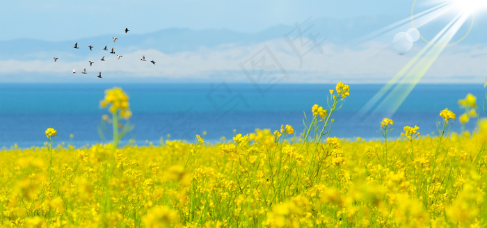 油菜花微距阳光大雁景色蓝色banner背景图片素材,背景元素