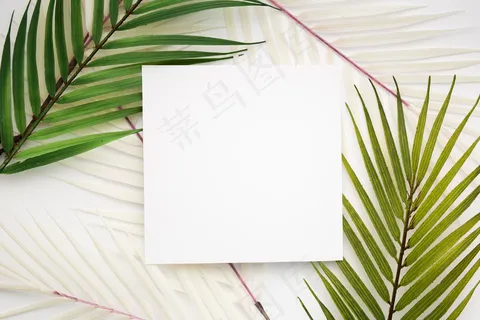 热带树叶 热带树叶