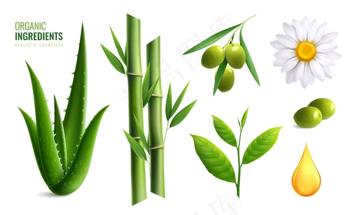 彩色写实有机化妆品成分图标集芦荟橄榄油竹子洋甘菊矢量插图eps,ai矢量模版下载