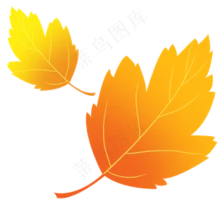 植物叶子梧桐叶