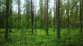 森林|树林|绿色森林