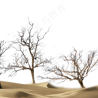 秋天植物枯萎树枝