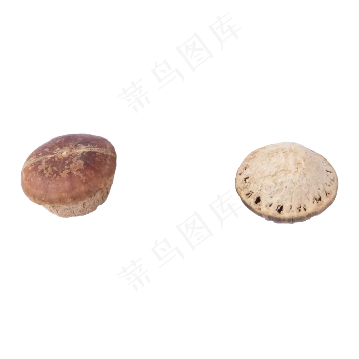 蘑菇（png免抠）(2000X2000(DPI:72))psd模版下载