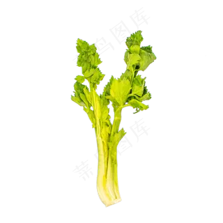 绿色芹菜蔬菜