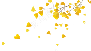 银杏飘落银杏叶