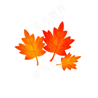 秋天的枫叶