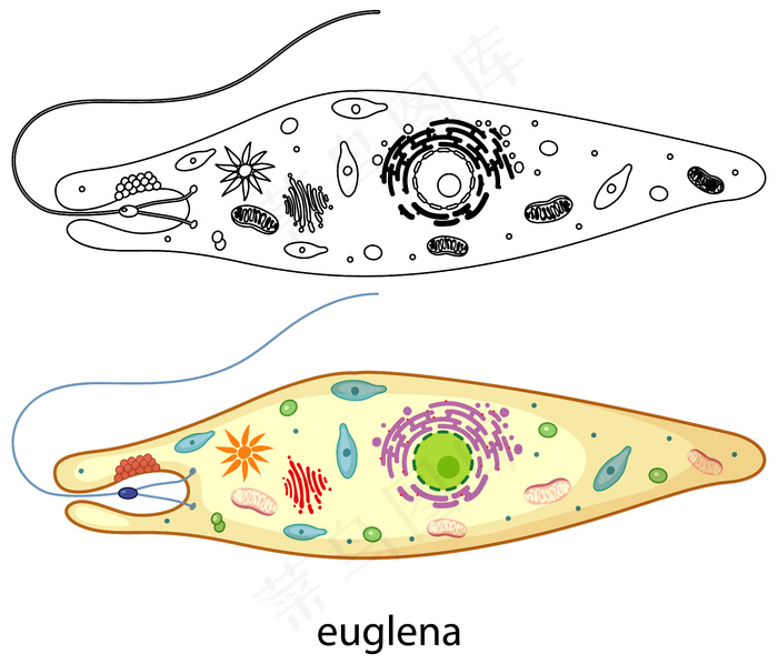 眼虫在白色背景上的颜色和涂鸦