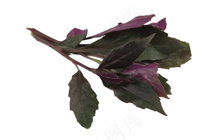 新鲜青菜(1500X1000(DPI:350))psd模版下载