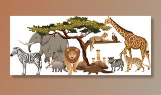 一群白色背景的非洲野生动物