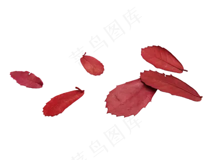 秋天秋季落叶叶子