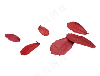 秋天秋季落叶叶子