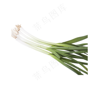 大葱实物拍摄（png免抠）