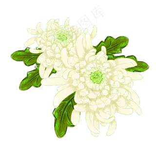 手绘两朵白色菊花免抠设计元素