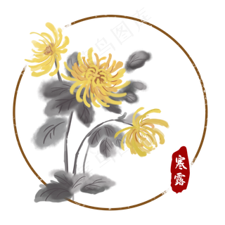 寒露节气中国风菊花
