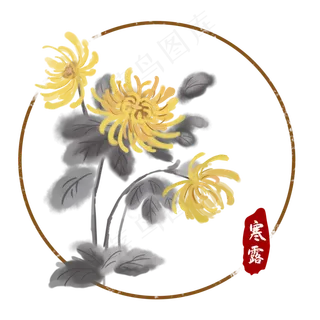 寒露节气中国风菊花