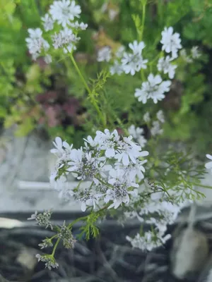 乡村小花。