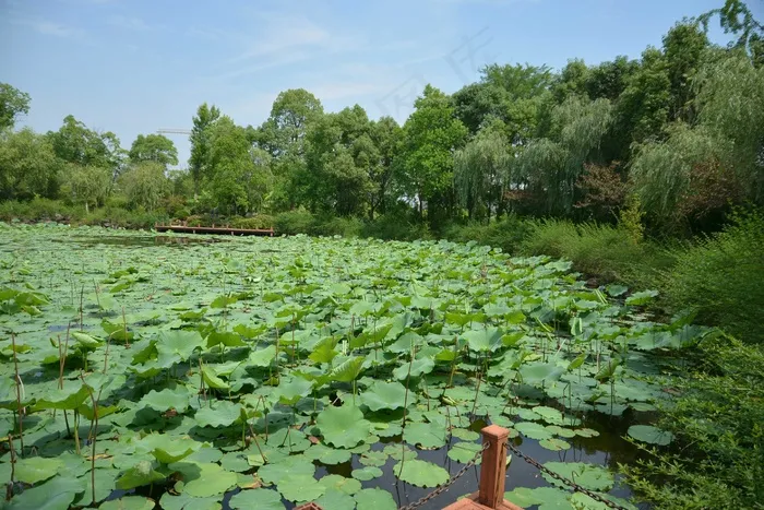 夏天水塘荷叶的景色