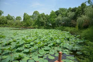 夏天水塘荷叶的景色