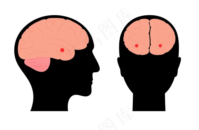 杏仁核和边缘系统。人脑解剖。大脑皮层和大脑矢量图eps,ai矢量模版下载