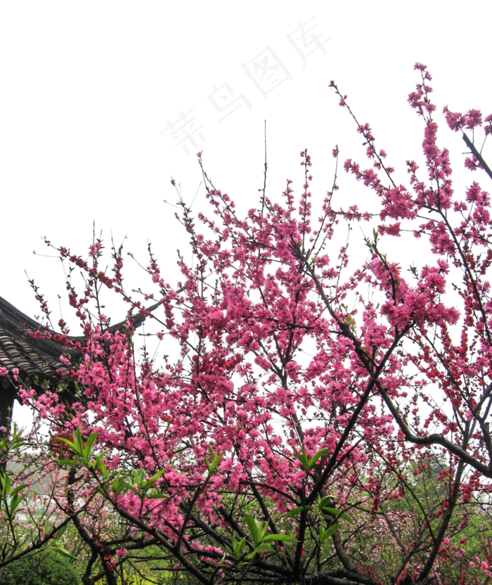 寒冷的冬天飘舞的梅花枝