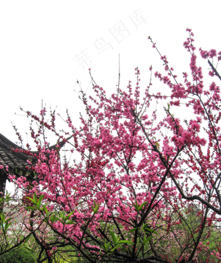 寒冷的冬天飘舞的梅花枝