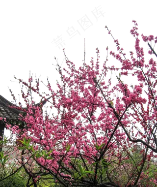 寒冷的冬天飘舞的梅花枝