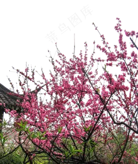 寒冷的冬天飘舞的梅花枝 寒冷的冬天飘舞的梅花枝