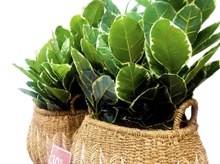 婀娜多姿漂时尚好看