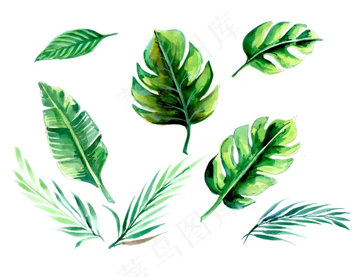 手绘水彩热带植物集eps,ai矢量模版下载