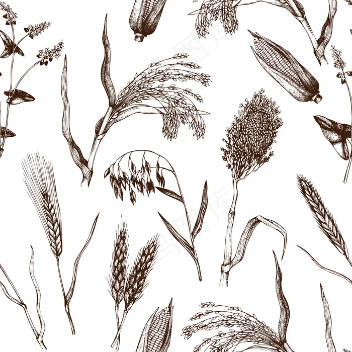 手绘谷类作物图案。植物学背景。eps,ai矢量模版下载