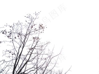 秋天的树枝也很美丽