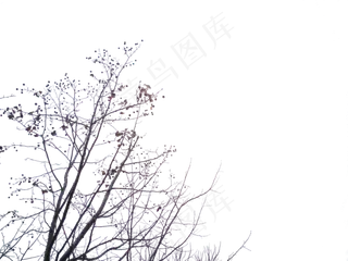 秋天的树枝也很美丽