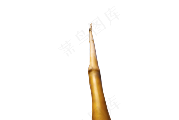 秋天的芦苇草禾本科