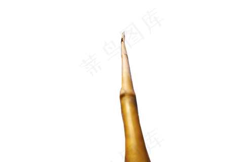 秋天的芦苇草禾本科