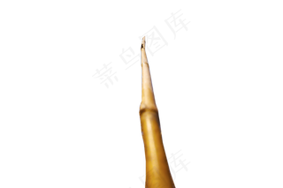 秋天的芦苇草禾本科